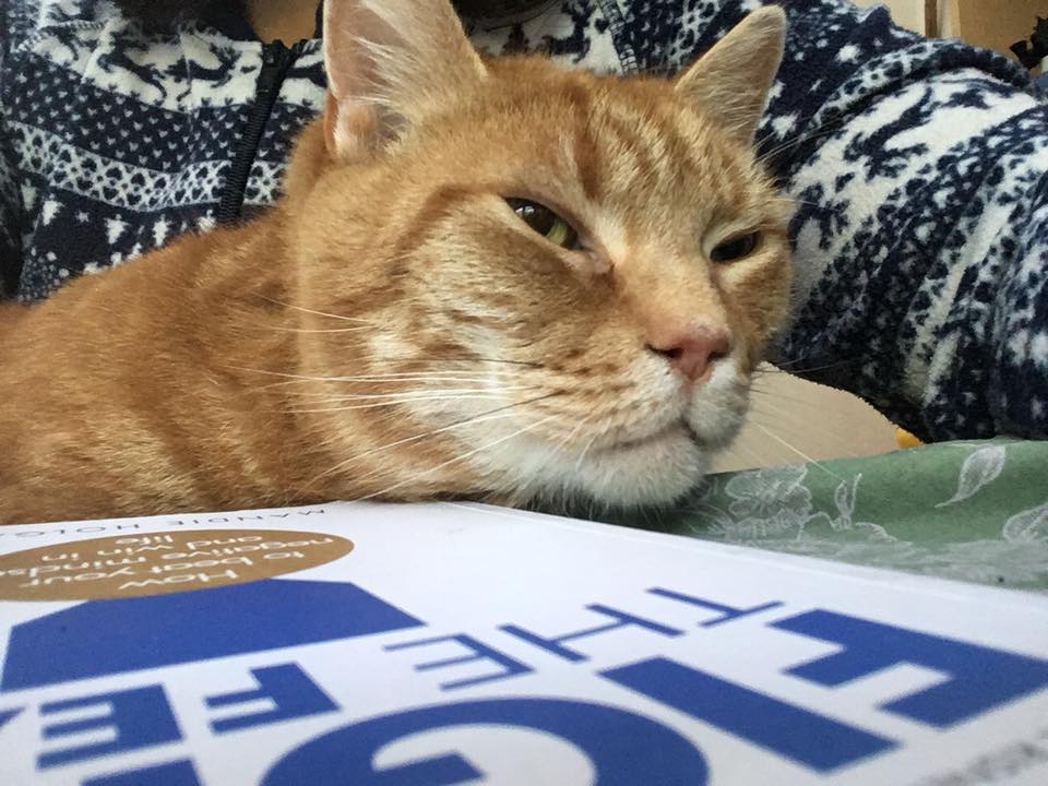 Cats love Mandie Holgates books fight the fear taking control of your mind